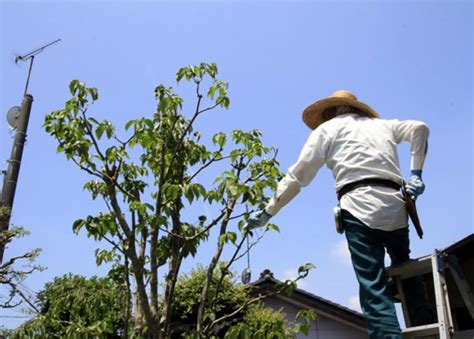 樹木枯萎原因|庭木を病気から守ろう！枯れる原因や対処法をご紹。